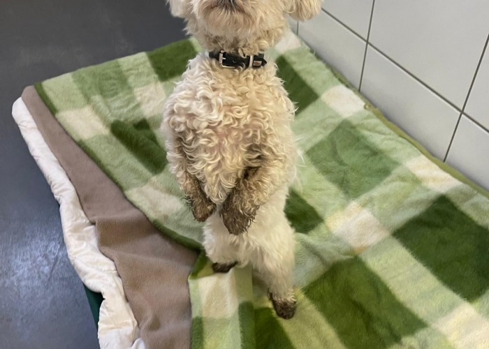 Malteser-Mischling-Hund, Justin Wüterich, Tierheim Burgdorf