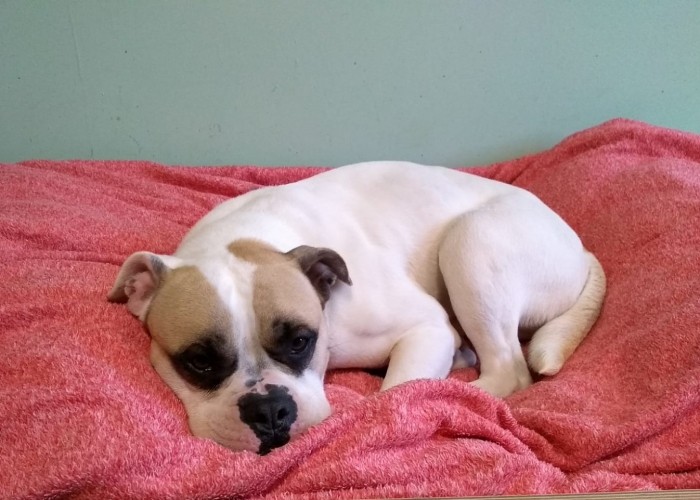 Hund, Bulldoggenmix, Django, Tierheim Burgdorf