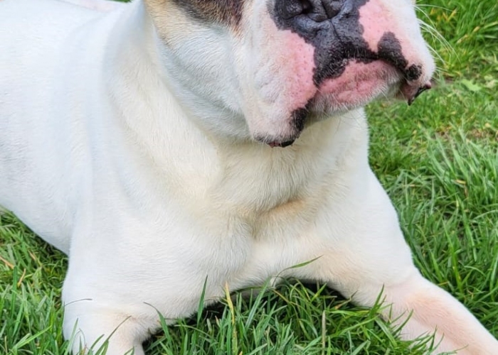 Bulldoggenmix-Hund, Django, Tierheim Burgdorf