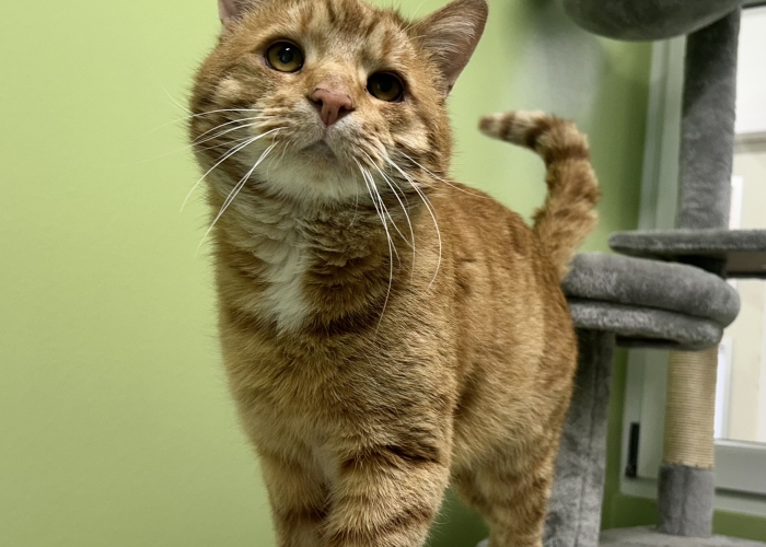 Katze, EKH, Lenny, Tierheim Burgdorf