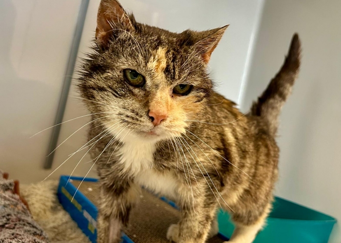 Katze, EKH, Karlie, Tierheim Burgdorf
