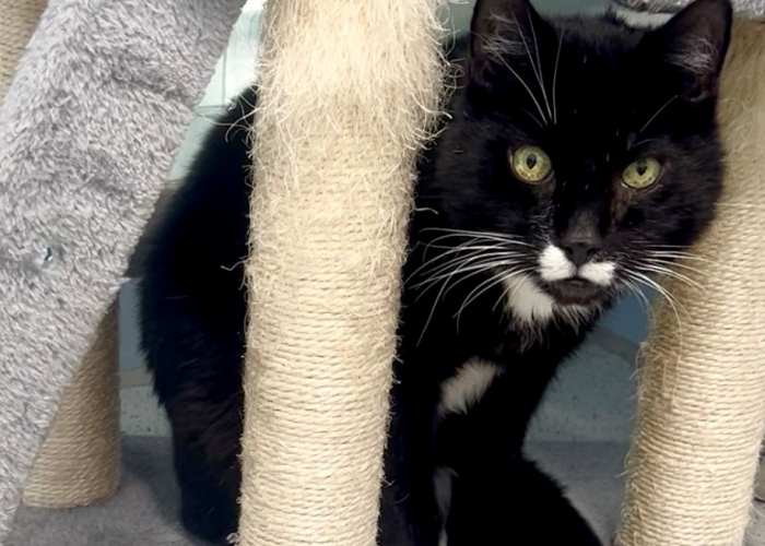 EKH-Katze, Carlo, Tierheim Burgdorf