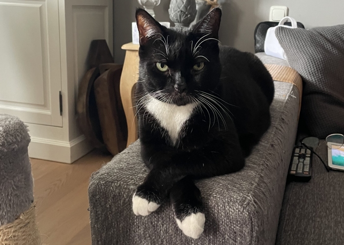 Katze, Europäisch, Kia, Tierheim Burgdorf