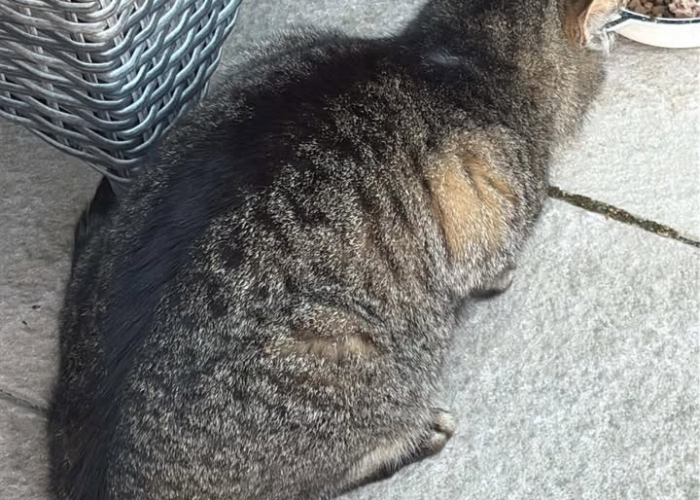 Europäisch Kurzhaar-Katze, , Tierheim Burgdorf