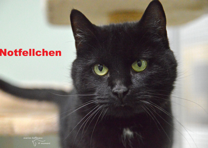 Katze, EKH, Anton, Tierheim Burgdorf