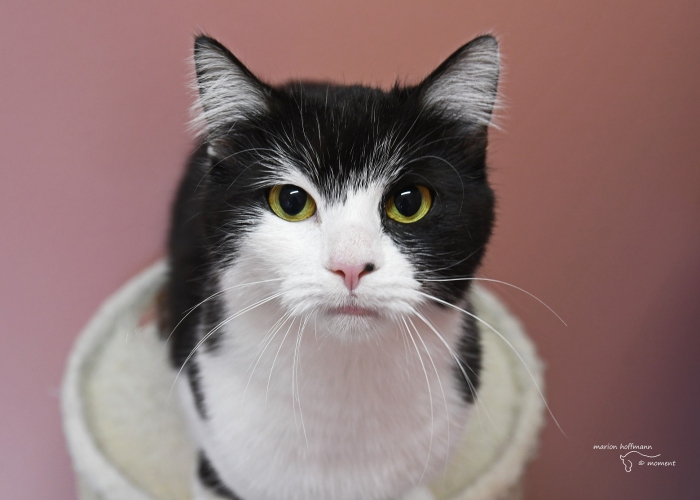 EKH-Katze, Emily, Tierheim Burgdorf