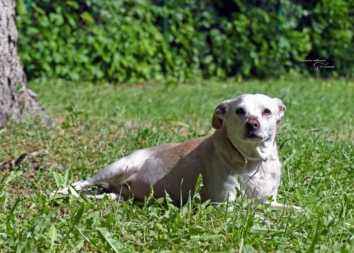 Hund, Labrador-Mix, Luzzi, Tierheim Burgdorf