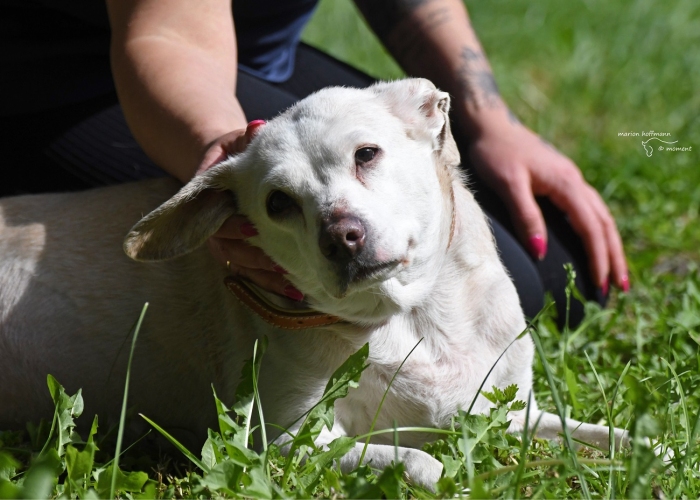 Labrador-Mix-Hund, Luzzi, Tierheim Burgdorf