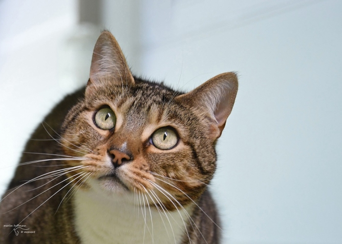 Katze, Bengal-BKH-Mix, Palina, Tierheim Burgdorf