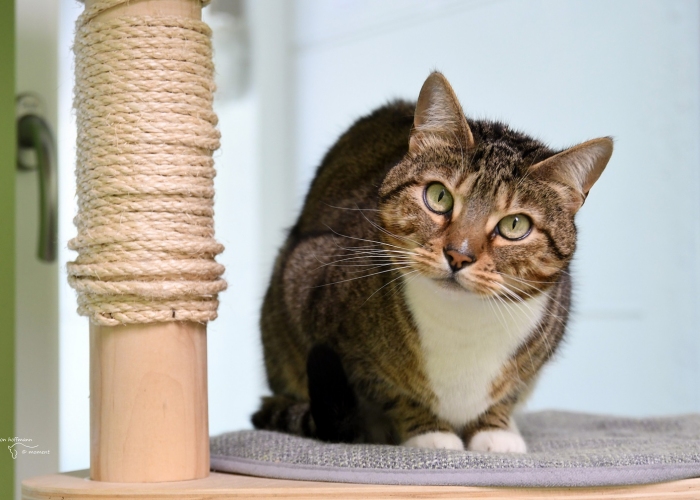 Bengal-BKH-Mix-Katze, Palina, Tierheim Burgdorf