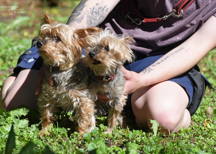 Hund, Yorkshire-Terrier, Nick und Simon , Tierheim Burgdorf