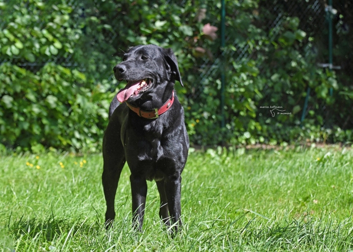 Hund, Labrador, Nala, Tierheim Burgdorf