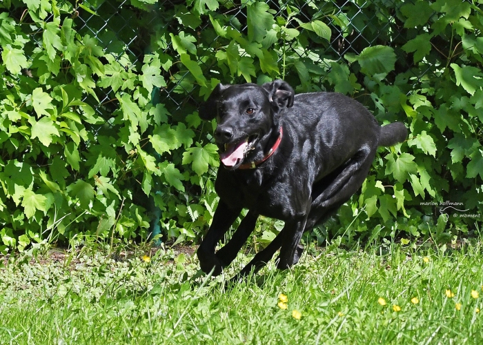 Labrador-Hund, Nala, Tierheim Burgdorf