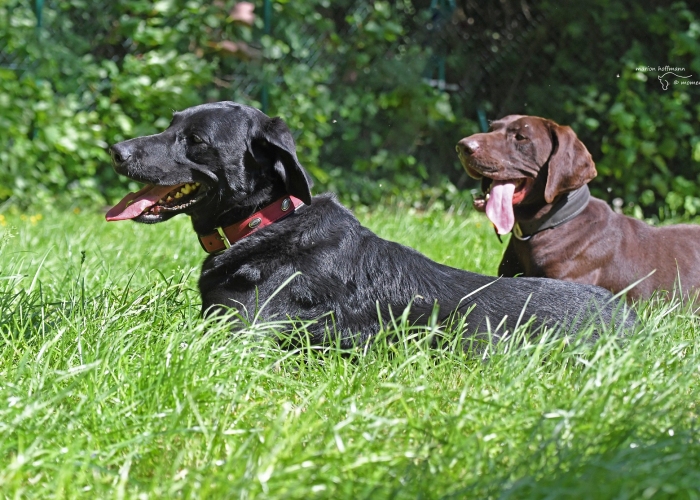 Deutsch-Kurzhaar (Mix)-Hund, Paul, Tierheim Burgdorf