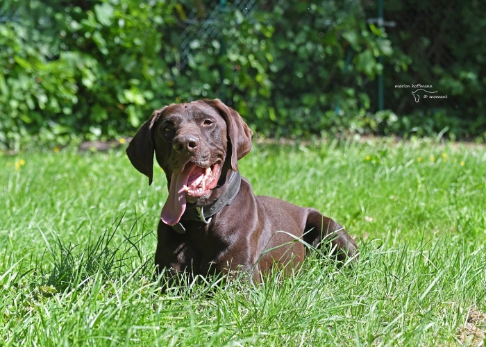 Hund, Deutsch-Kurzhaar (Mix), Paul, Tierheim Burgdorf