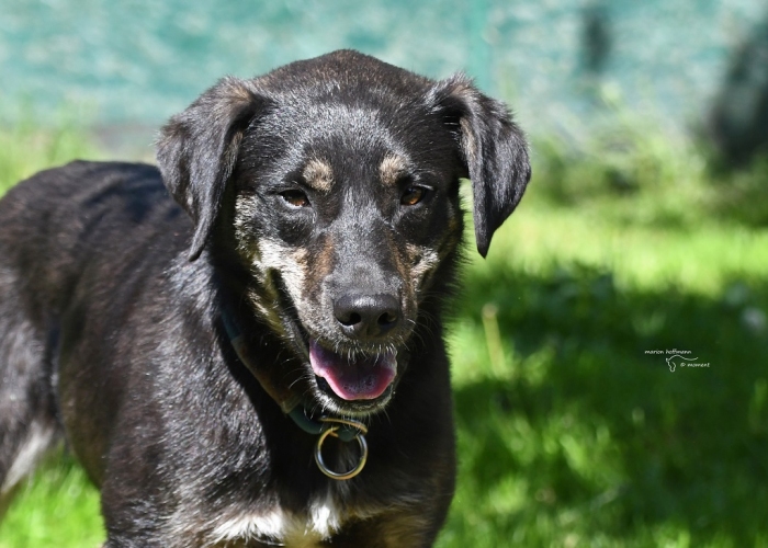 Hund, Erdélyi Kopó- Mischling , Senara, Tierheim Burgdorf