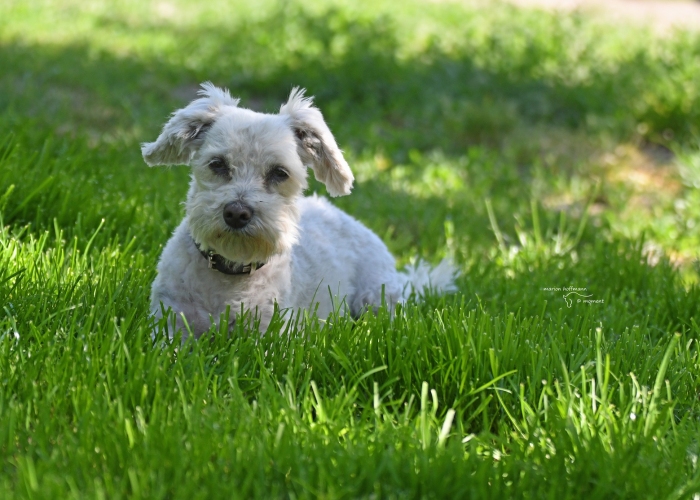 Malteser-Mischling-Hund, Justin Wueterich, Tierheim Burgdorf