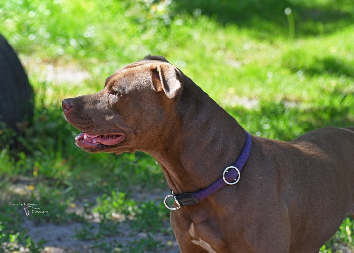 Rednose Pitbull-Hund, Stacy, Tierheim Burgdorf