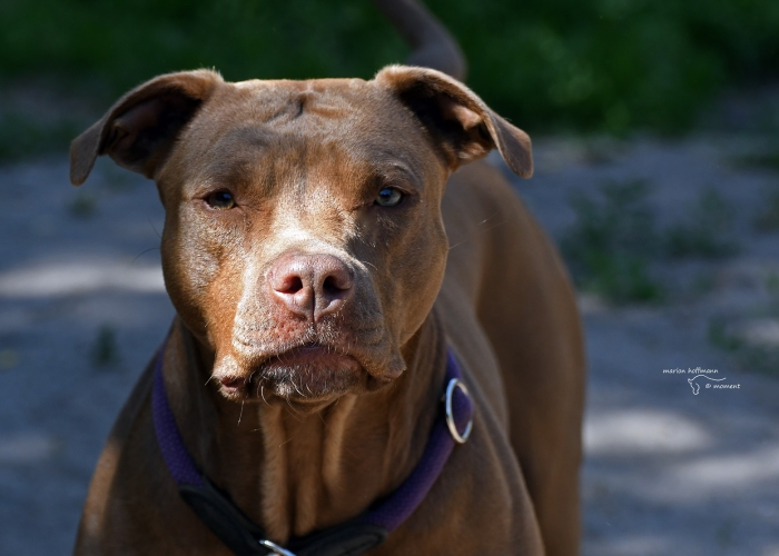 Rednose Pitbull-Hund, Stacy, Tierheim Burgdorf