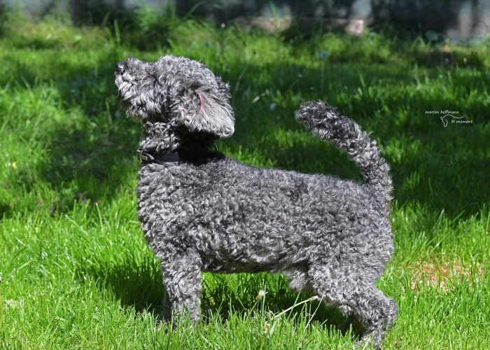 Kleinpudel-Hund, Vincent, Tierheim Burgdorf