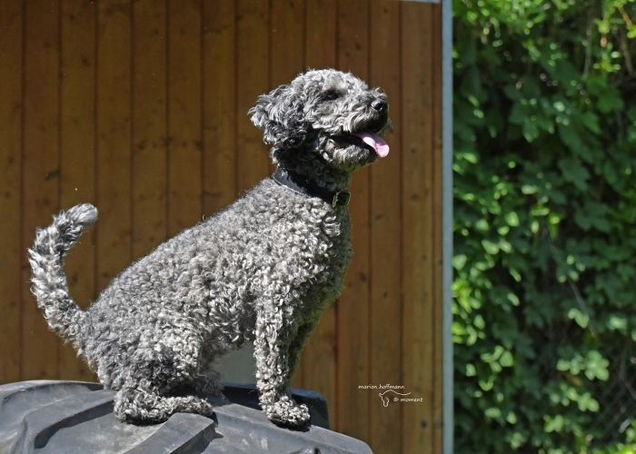 Kleinpudel-Hund, Vincent, Tierheim Burgdorf