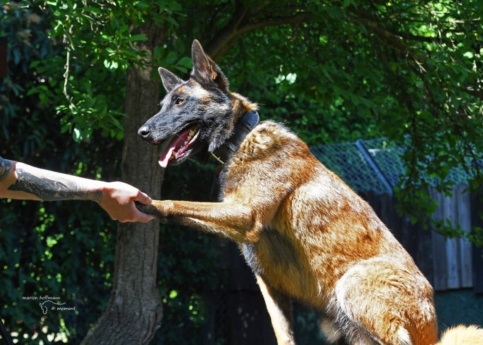 Malinois-Hund, Aiden , Tierheim Burgdorf