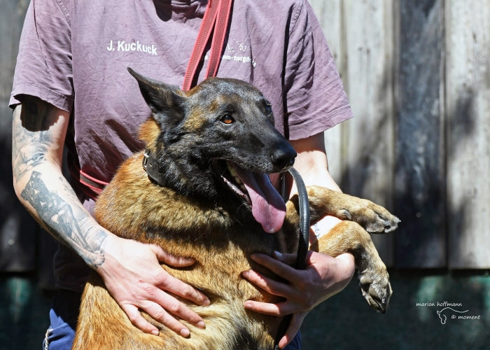 Malinois-Hund, Aiden , Tierheim Burgdorf