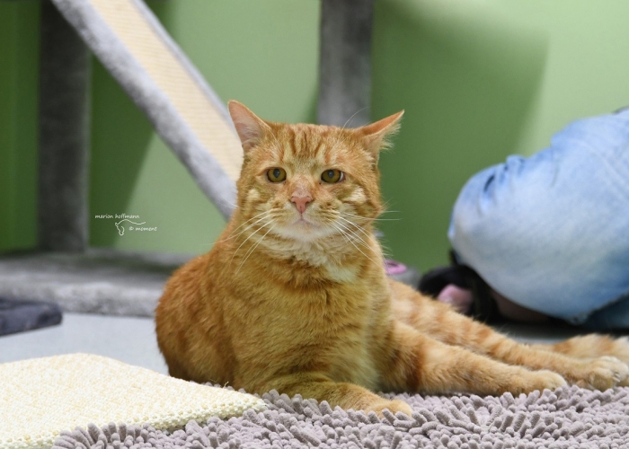 EKH-Katze, Lenny, Tierheim Burgdorf