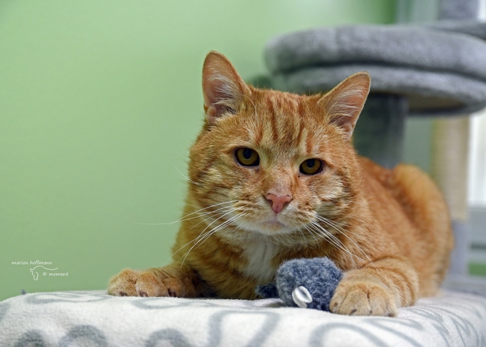 Katze, EKH, Lenny, Tierheim Burgdorf