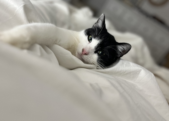 Katze, EKH, Pauli, Tierheim Burgdorf