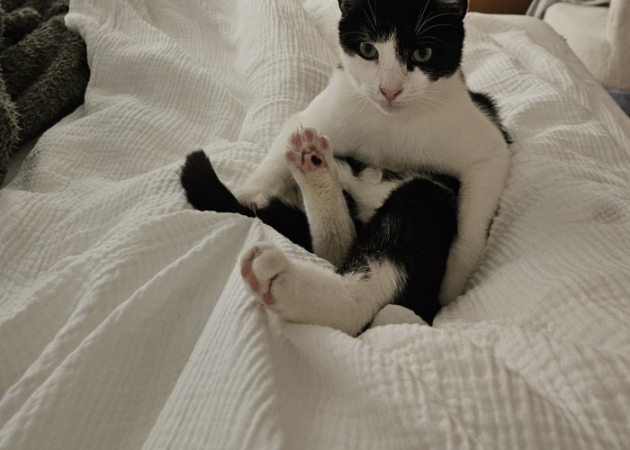EKH-Katze, Pauli, Tierheim Burgdorf