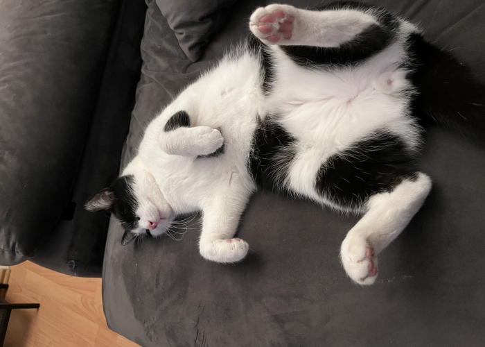 EKH-Katze, Pauli, Tierheim Burgdorf