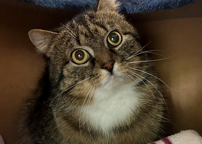 Katze, EKH, Bölge, Tierheim Burgdorf