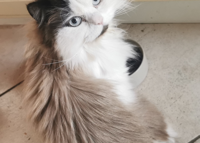 Katze, Ragdoll, Gismo, Tierheim Burgdorf