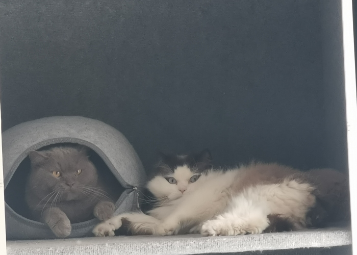 Ragdoll-Katze, Gismo, Tierheim Burgdorf