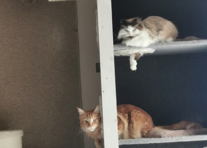 Ragdoll-Katze, Gismo, Tierheim Burgdorf