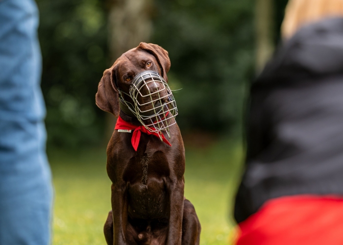Deutsch-Kurzhaar (Mix)-Hund, Paul, Tierheim Burgdorf