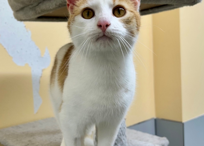 Katze, EKH, Morten, Tierheim Burgdorf
