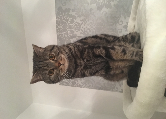 BKH-Katze, Talino, Tierheim Burgdorf