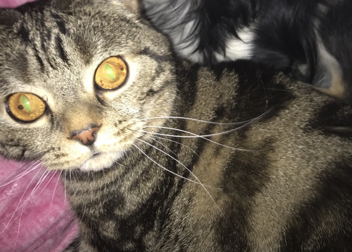 Katze, BKH, Talino, Tierheim Burgdorf