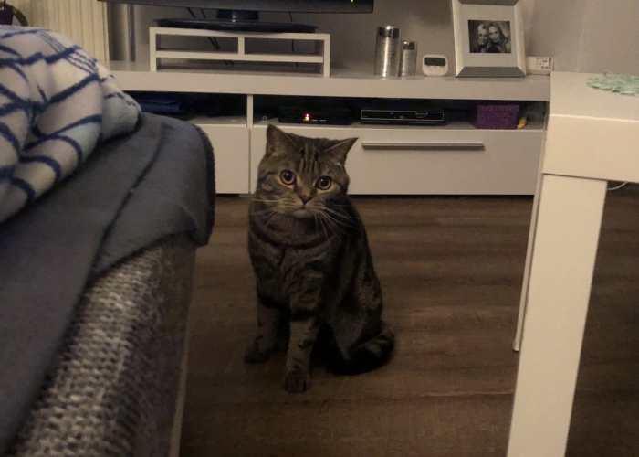 BKH-Katze, Talino, Tierheim Burgdorf