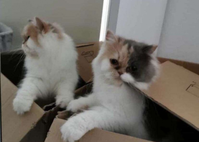 Katze, Perser, Schweini, Tierheim Burgdorf