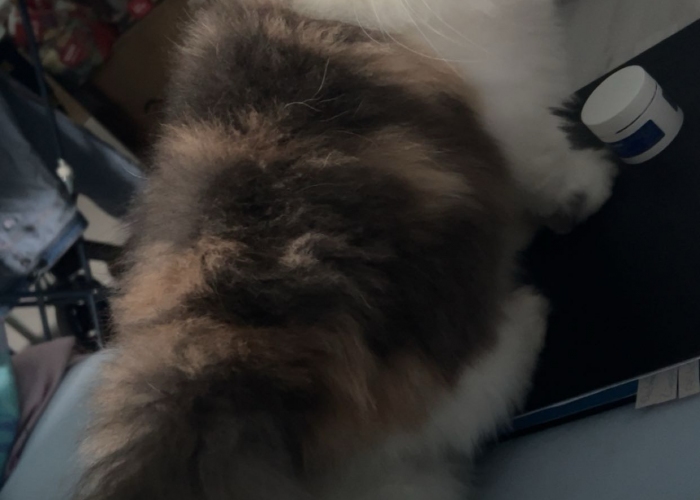 Perser-Katze, Schweini, Tierheim Burgdorf