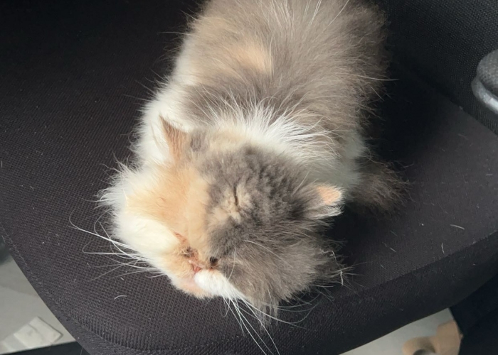 Perser-Katze, Schweini, Tierheim Burgdorf