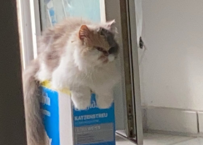 Perser-Katze, Schweini, Tierheim Burgdorf