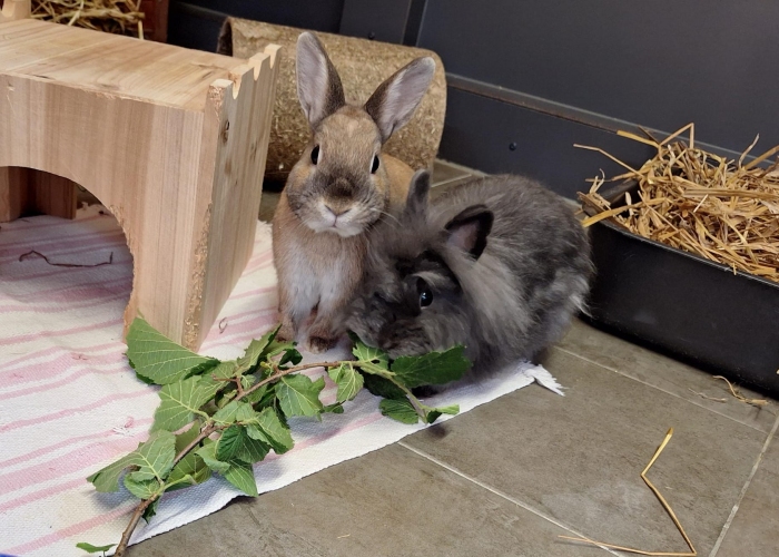 Kleintier, Löwenköpfchen und Farbenzwerg, Borris und Morris, Tierheim Burgdorf
