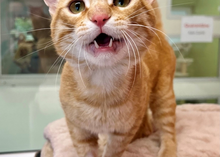 EKH-Katze, Horty, Tierheim Burgdorf