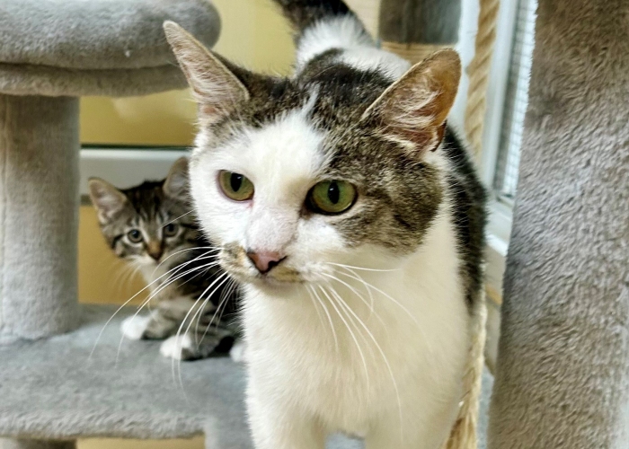 EKH-Katze, Merida, Tierheim Burgdorf