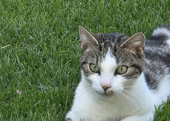 Katze, EKH, Fundkatze11.07.2025, Tierheim Burgdorf