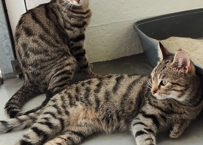 EKH-Katze, Eliot und Ernesto, Tierheim Burgdorf